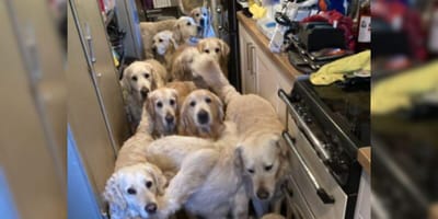 Golden Retriever in Küche zusammengepfercht