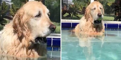 golden sentado en la piscina