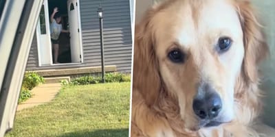 Golden Sully die bij zijn favoriete mens mag logeren