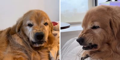 Golden ze zrzędliwą miną