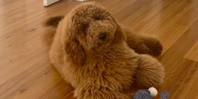 Goldendoodle