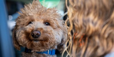 Goldendoodle achtergelaten op vliegveld Las Vegas