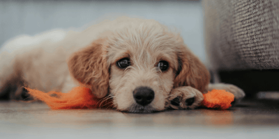 Goldendoodle puppy lying down at home
