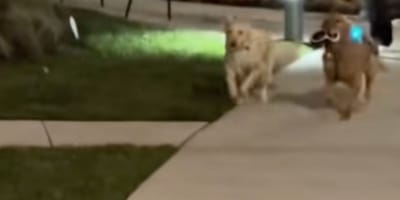 Golden retriever tiene novia