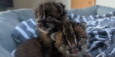 Goldkatzen-Nachwuchs