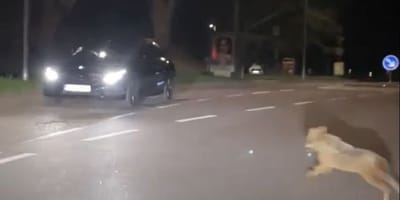 Chacal doré sur une route de Karlsruhe