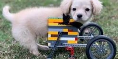 Gracie the disabled puppy