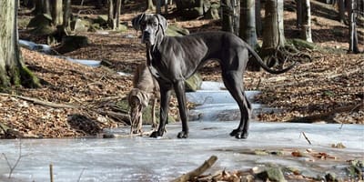 Great Dane on iced lake