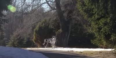 Gran danés de pie en la entrada del vecino