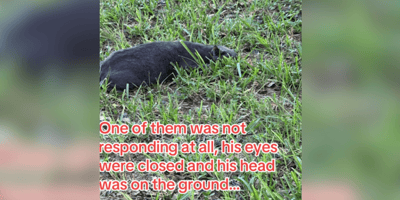 Grey cat lying on the ground