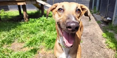 Greyhound Seven is weer op zoek naar een nieuw baasje