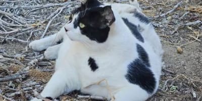 Griekse kat Chonkus Maximus is een wereldster op Kreta
