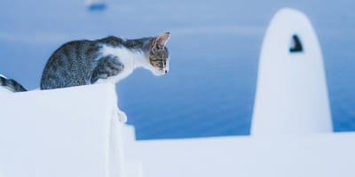 Griekse kattennamen