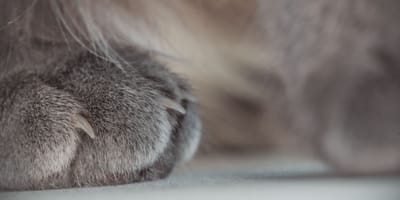 unghia incarnita nel gatto