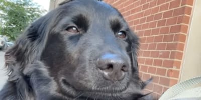 Grim le chien