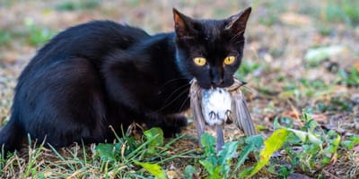 gripe aviar en gatos