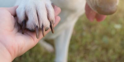 Gros plan sur un chien qui donne sa patte