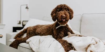 Grote studie naar designerhonden geeft nieuwe inzichten