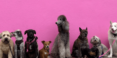 Group of different breed dogs sitting on pavement