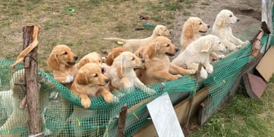 Grupa golden retrieverów