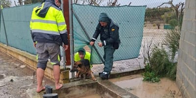guardia-civil-rescate-perro-inundaciones