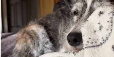 Ghünter il cane