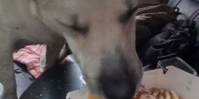 Gus the dog