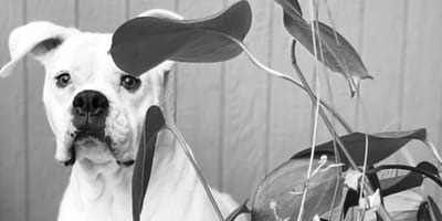 Gwen, the deceased dog