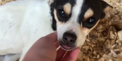 hallazgo en un gallinero