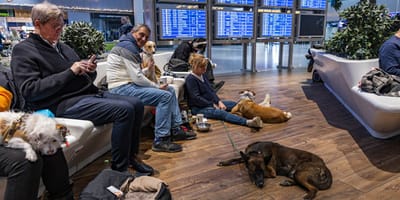 Halter mit ihren Hunden im Flughafen-Wartebereich
