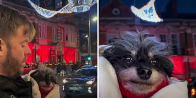 Halter zeigt Hund die Weihnachtsbeleuchtung