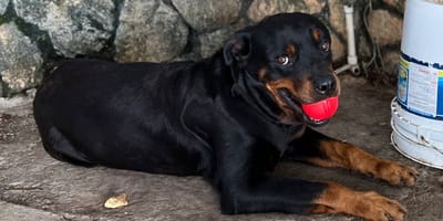 Han Solo the dog