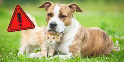 Gli animali domestici dovrebbero essere al sicuro l'11.09.2025