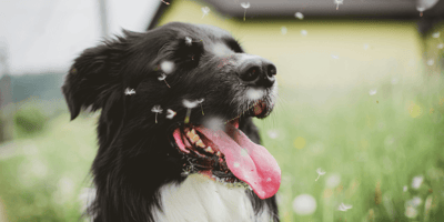 Hayfever in dogs: Border Collie sitting in field surrounded by pollen
