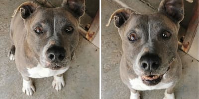 Heclair, chienne à adopter