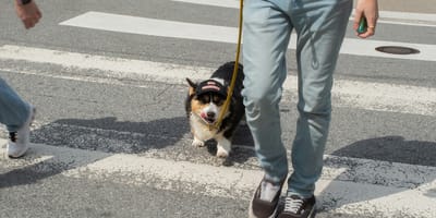 Heeft een hond voorrang op een zebrapad?