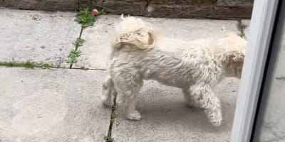 Hund Henry