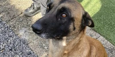 Herdershond alleen achtergelaten in Axelse bos