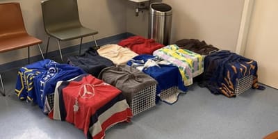 Het kittenseizoen komt er weer aan, dus topdrukte voor de asielen