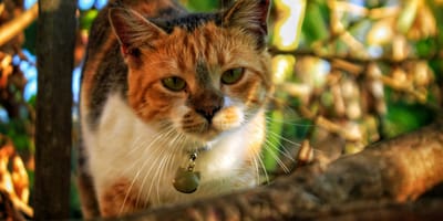 Het verplicht chippen van je kat wordt uitgesteld