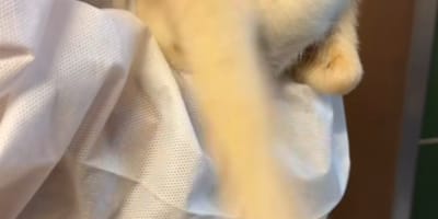 Hinterteil eines Hundewelpen