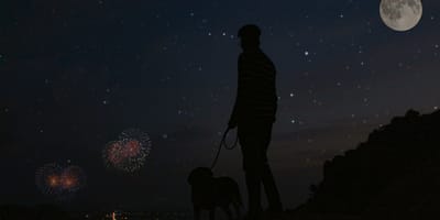 Hoe kom je goed oud en nieuw door met je hond of kat?