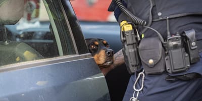 Hond 24 uur lang opgesloten in auto Rotterdam bevrijd door politie
