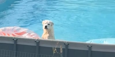 Hond Bear wordt gesnapt in het zwembad