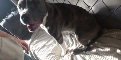 Hond Beavis zat weken alleen thuis na arrestatie baasjes