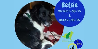 Hond Betsie was spoorloos na een dodelijk ongeval, maar na 10 dagen is ze gevonden