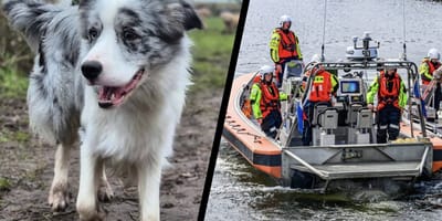 Hond Blue in Drimmelen helaas dood aangetroffen