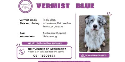 Hond Blue uit Drimmelen nog steeds vermist