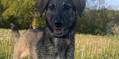 Hond Bonny is eindelijk weer terecht