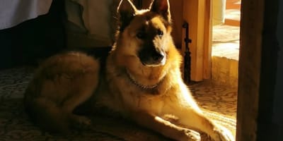 Hond burgemeester wordt vermoord